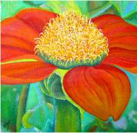 Mexican Sunflower