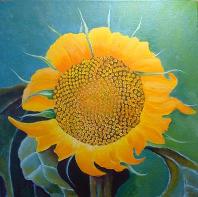 FibSunflower,No.2_JAMSaylor,AmericanNaturePainter