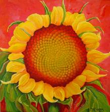 FibSunflower<No.3_AmericanNaturePainter,JAMSaylor